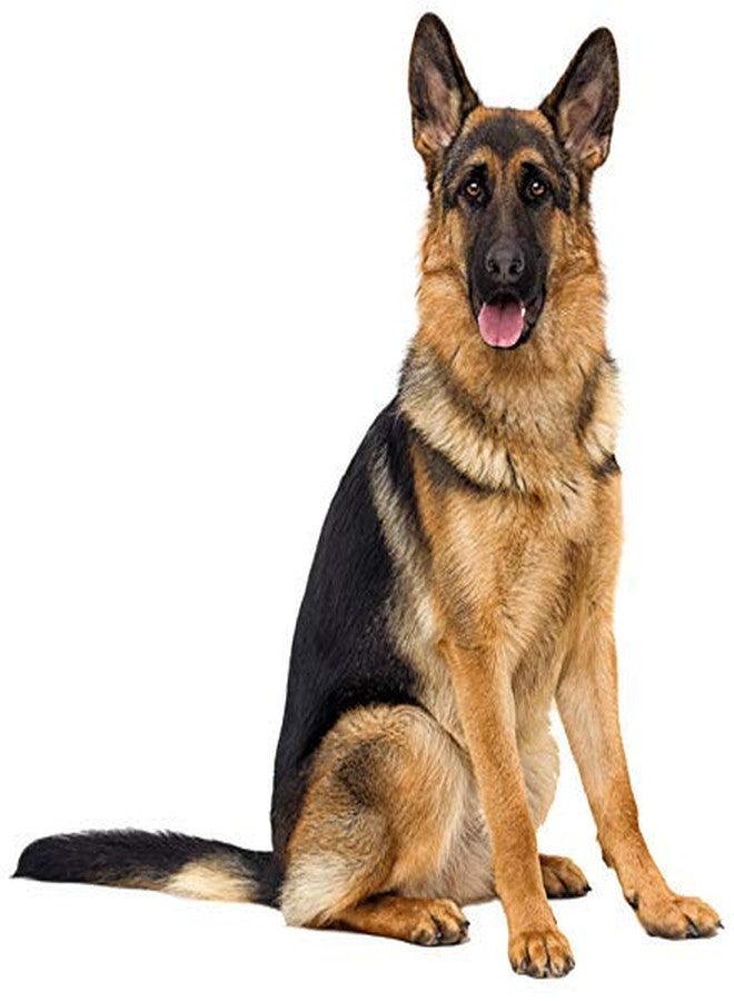 Pet Guard Combo Half Dog Collar Chain and Training Leash for Large Breed with Strong Cast Hook (18mm) - Image 5